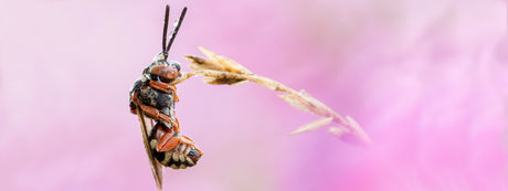 Makfrofotografie Wildbiene