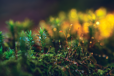 Foto-Stacking in der Natur: Makroschlitten im Praxistest